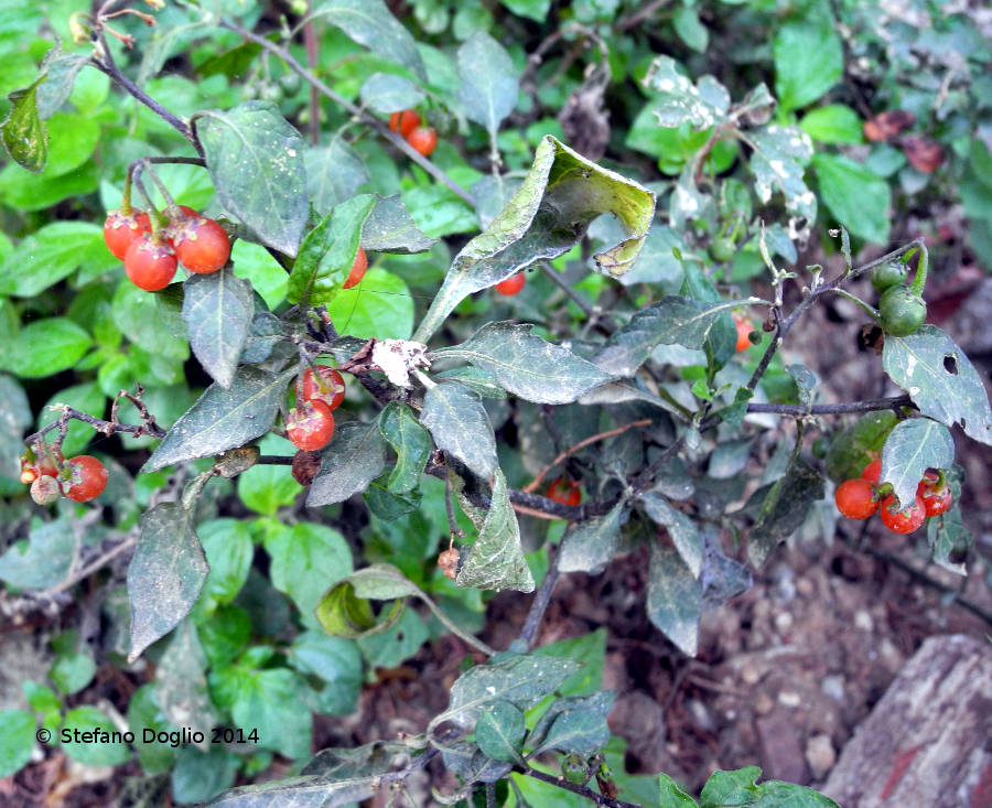 Solanum villosum vs. Solanum alatum